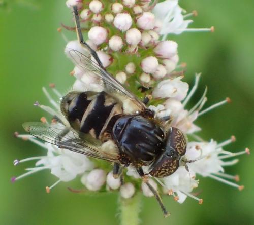 Réf. 191 416 : Eristalinus sepulchralis